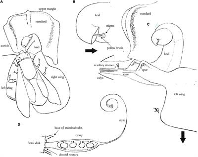 Gene Flow in Phaseolus Beans and Its Role as a Plausible Driver of Ecological Fitness and Expansion of Cultigens